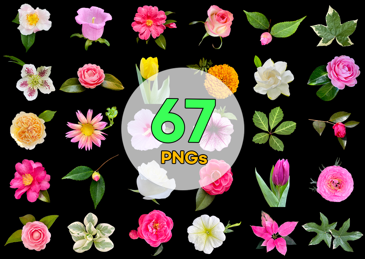 new_realflower_04 Real Flowers Vol. 04 — 67 PNG Cutouts Bundle - Image 1