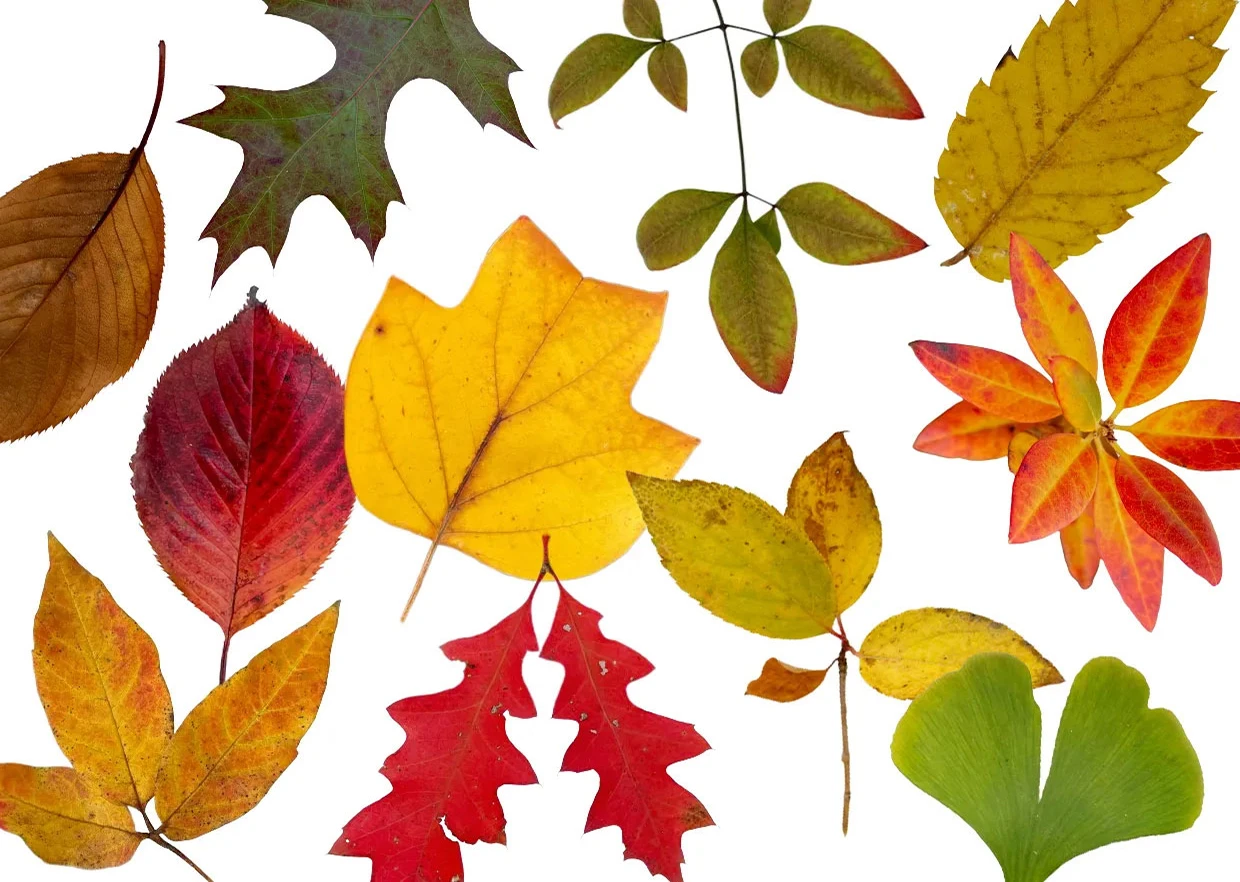 대표-단풍 Amber Foliage - Ultra-Res Autumn Maple & Fallen Leaf PNG Bundle - Image 1