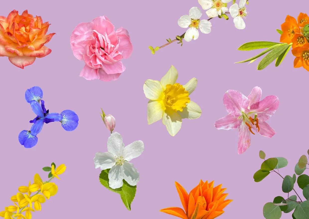 대표-생화2 Floral Radiance Vol. 02 — 64 High-Res Blossom Assets - Image 1