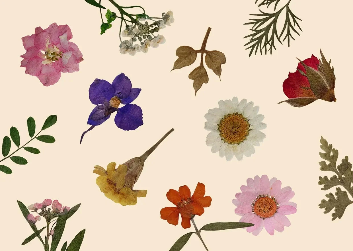 대표-압화1 Pressed Memories Vol. 01 - Authentic Herbarium Pressed Flower PNGs - Image 1