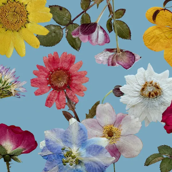 Pressed Memories Vol. 02 – Authentic Herbarium Pressed Flower PNGs