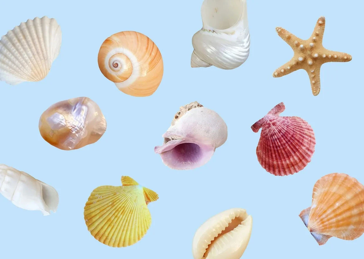 대표-조개 Oceanic Keepsakes Vol. 01 - Isolated Coastal Sea Shell PNG Assets - Image 1