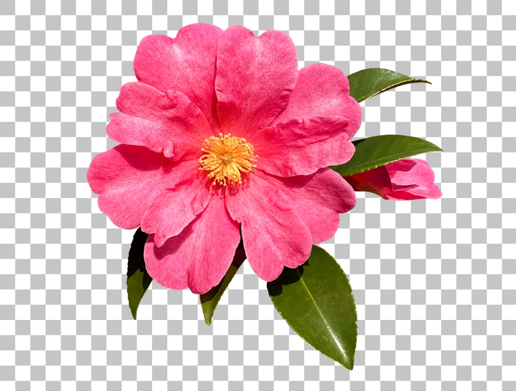Finished high-resolution transparent PNG