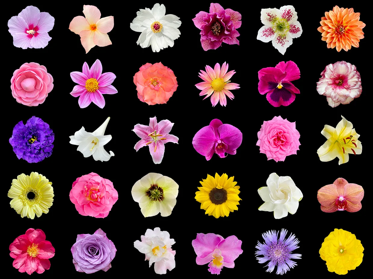 Free real flower photography gift from PNG Heaven